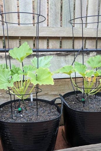 10 Tips On Planting And Growing Zucchini In Containers Or Pots Growing Vegetables In Containers Ideas, Vegetable Gardening In Pots, Potted Zucchini Plant, Best Way To Grow Zucchini, Growing Zucchini In A Pot, How To Grow Zucchini In A Pot, Planting Zucchini In Pots, How To Grow Zucchini In A Container, How To Plant Zucchini Plants