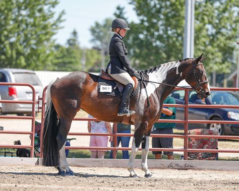 New Horse Arrival, Hunter Jumper Aesthetic, Jumping Aesthetic, Aesthetic Horses, Horse Poses, Horse Standing, Jumping Horses, Hunter Horse, Horse Reference