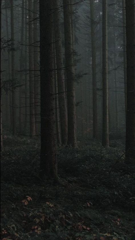 Dark Green Forest Wallpaper, Green Forest Wallpaper, Dark Green Forest, Dark Naturalism, Dark Forest Aesthetic, Foggy Weather, Dark Landscape, Dark Green Aesthetic, Dark Nature Aesthetic