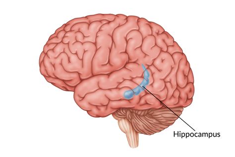 Frontal Lobe Damage, Hippocampus Brain, Temporal Lobe, Occipital Lobe, Types Of Strokes, Brain Surgeon, Cerebral Cortex, Frontal Lobe, Cognitive Therapy