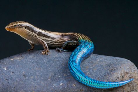 Gran Canaria blue-tailed skink / Chalcides sexlineatus | Flickr Lizard Species, Blue Tongue Skink, Blue Tail, Rare Species, Tropical Forest, Colorful Animals, Crocodiles, Reptiles And Amphibians, Animal Heads