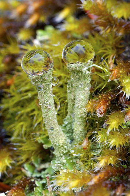 Pixie-Cup Lichen (Cladonia Fimbriata) ~ ©2011 John W. Wall Lichen Drawing, Pixie Cup Lichen, Lichen Moss, Mini Terrarium, Slime Mould, Plant Fungus, Theme Nature, Mushroom Fungi, Wild Mushrooms