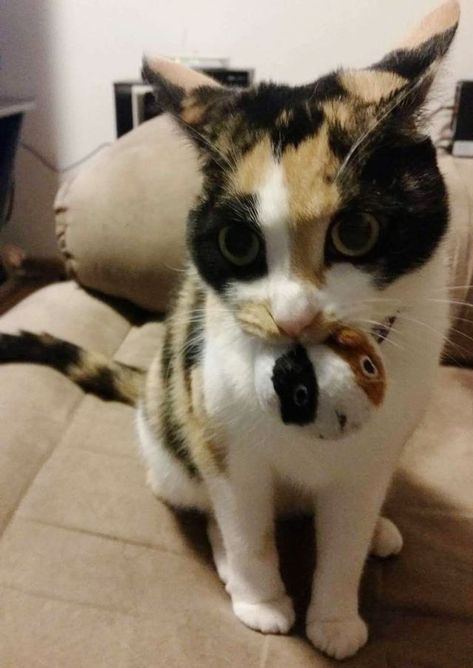 Calico Cat Won't Go Anywhere Without Her 'Baby' - Love Meow Gato Calico, Cat Wedding, Funny Animal Photos, Calico Cat, Cat Aesthetic, Happy Cat, Silly Cats, Cat Rescue, Sweet Animals