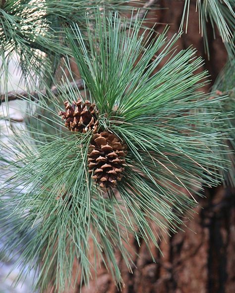 Adopt A Ponderosa Pine Tree | Sierra News Online Types Of Pine Trees, Pine Needle Essential Oil, Pine Tattoo, Luxurious Candles, River Retreat, Tree Id, Black Spruce, Pine Essential Oil, Silver Fir