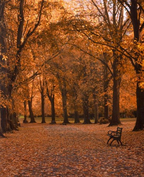 Hot Cup Of Coffee, Cosy Autumn, Autumn Rain, Autumn Vibes, Warm Autumn, Autumn Aesthetic, Fall Photos, Character Aesthetic, Changing Seasons