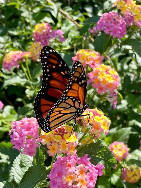 Eastern U.S. migratory Monarch Butterflies in my pollinator garden, Piedmont of N.C. Monarch Butterflies Aesthetic, Butterfly On Flower Photography, Orange Butterfly Aesthetic, Butterfly Garden Aesthetic, Monarch Butterfly Aesthetic, Butterflies Aesthetic, Lantana Flower, Butterfly With Flowers, Orange Butterflies