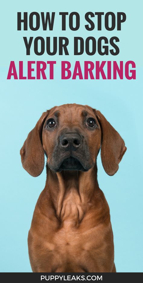 Dog Bark, Stop Dog Barking, Dog Minding, Easiest Dogs To Train, House Training Dogs, Dog Training Advice, Dog Brain, Dog Training Techniques, Best Dog Training