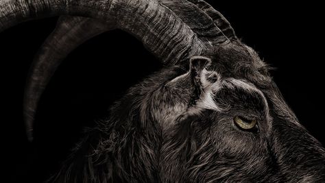 Black Phillip: The Real Story Behind the Breakout Goat From 'The Witch' - Hollywood Reporter "Blessed are the destroyers of false hope, for they are the true Messiahs - Cursed are the God-admirers, for they shall be shorn sheep." Spiritual Satanism, Goat Of Mendes, The Vvitch, Black Phillip, Black Goat, African Origins, Best Horror Movies, 다크 판타지, Horror Icons