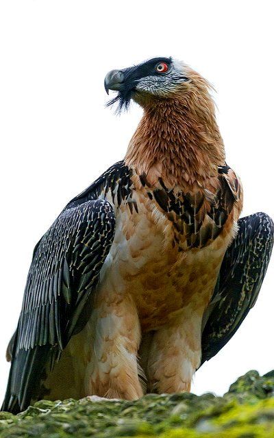 Bearded vulture (Gypaetus barbatus) - Switzerland | Flickr - Photo by Tambako the Jaguar Bearded Vulture, Vulture Culture, Creature Feature, Big Bird, Wild Nature, Colorful Birds, Birds Of Prey, Animal Wallpaper, Animal Photo