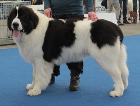 Landseer Dog, Big Dog Breeds, All Breeds Of Dogs, Newfoundland Dog, Big Dog, Dog Drawing, Newfoundland, Big Dogs, Dog Breeds