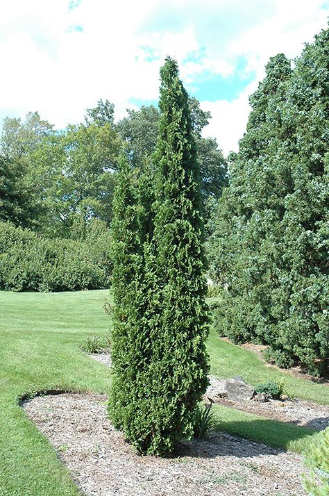 Degroot's Spire Arborvitae (Thuja occidentalis 'Degroot's Spire') at Westwood Gardens Curbside Garden, Conifer Garden, Eastern White Cedar, Yard Plants, Low Maintenance Shrubs, Privacy Hedge, Thuja Occidentalis, Farmhouse Paintings, Gardening Zones