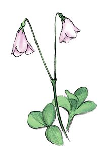 Twinflower Tattoo, Linnea Flower, Linnaea Borealis, Trees For Life, Twin Flower, Pipe Cleaner Flowers, Medicinal Tea, Boreal Forest, Perennial Shrubs