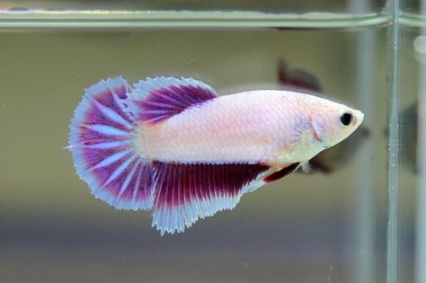 Lavender dragon female Beta Fish Female, Female Beta Fish, Lavender Dragon, Female Betta Fish, Dragon Female, Female Betta, Betta Fish Types, Betta Aquarium, Pretty Fish