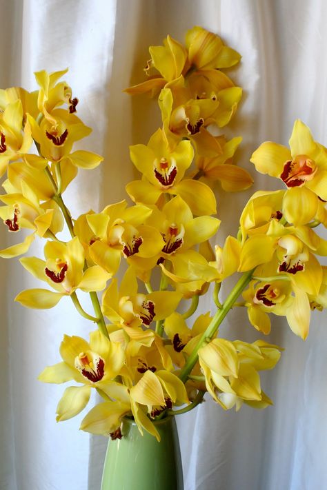 yellow cymbidium orchids Yellow Orchids Centerpiece, Wedding Bouquets Orchids, Yellow Wedding Centerpieces, Art Deco Flowers, Orchid Varieties, Wedding Reception Lighting, Cymbidium Orchid, Colorful Arrangements, Wedding Reception Seating