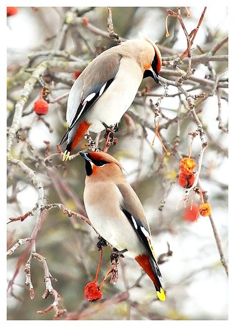 Cedar Waxwings Bohemian Waxwing, Birds Sitting, Cedar Waxwing, Airbrush Art, Nature Birds, Two Birds, Backyard Birds, Exotic Birds, Bird Pictures