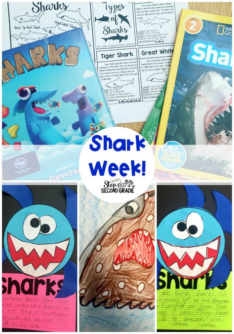 Shark Research, Shark Activities, Amy Lemons, Summer Camp Themes, Shark Craft, Sea Shark, Ocean Theme Classroom, Ocean Unit, Preschool Lesson Plan