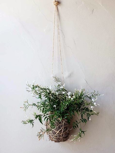 How to grow jasmine indoors | The joy of plants Hanging Plants Diy, Tanaman Indoor, Jasmine Plant, Sansevieria Trifasciata, Hanging Plants Indoor, Pot Pourri, Indoor Gardens, Monstera Deliciosa, Diy Hanging