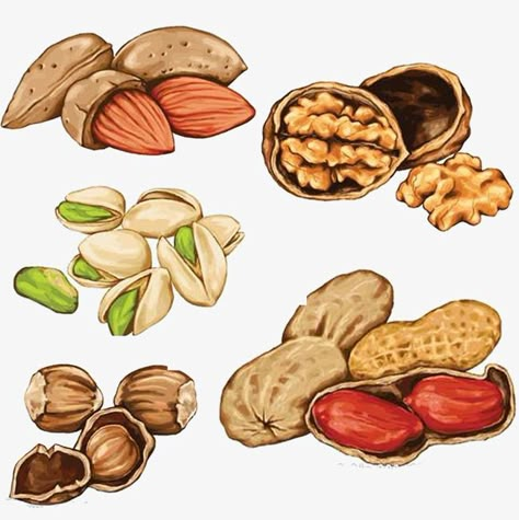 hand painted,food,nut,hand,painted Nuts Drawing, Nut Illustration, Nuts Illustration, Nuts Vector, Creating A Capsule Wardrobe, Food Art Photography, Food Sketch, Food Png, Watercolor Food