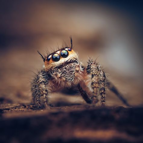 JUMPING SPIDER by Subhash Chandra Cute Jumpers, Jumping Spider, Spider Art, Wild Nature, Arachnids, Print Advertising, Macro Photography, Us Images, Beautiful Creatures