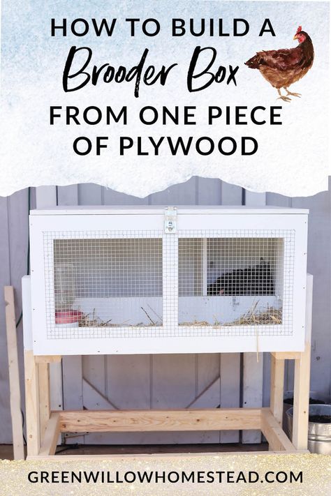 How To Build A Brooder Box Out Of One Piece Of Plywood - Green Willow Homestead #brooder #brooderbox #buildplans #chickenkeeping #broodyhen #hatchingchicks #backyardchickens #homestead #homesteading Chicken Brooder Box, Chicken Rearing, Brooder Box, Chicken Brooder, Day Old Chicks, Hatching Chicks, Chicken Tractor, Chicken Coop Designs, Box Building