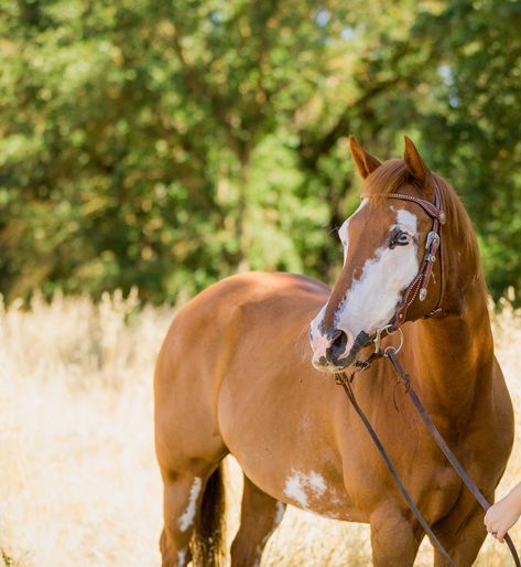 Unique Horse Face Markings, Badger Face Horse, Unique Horse Markings, Rare Horse Coats, Horse Face Markings, Rare Horse Colors, Face Markings, Rare Horse Breeds, Kathiyawadi Horse