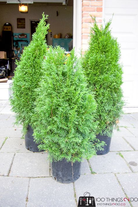 Evergreen Potted Plants, Evergreen Planters, Cedar Plant, Front Door Plants, Front Door Planters, Front Porch Plants, Garden Front Of House, Front Porch Planters, Door Planter