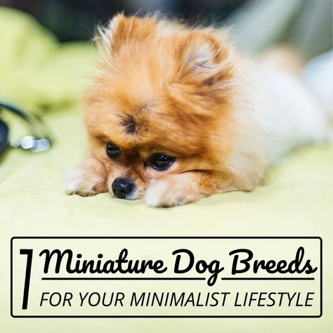 Toys and Teacups: The 7 Best Miniature Dog Breeds - PetHelpful Mini Dogs Breeds, Teacup Dog Breeds, Miniature Dog Breeds, Teacup Yorkie For Sale, Mixed Breed Puppies, Apartment Pet, Teacup Breeds, Miniature Dog, Toy Dog Breeds