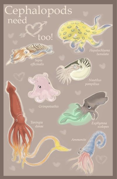 Would be cute poster for a Bio class Cuddle Fish, Squid Drawing, Science Valentines, Animal Infographic, Octopus Squid, Molluscs, Beautiful Sea Creatures, Animal Science, Marine Biology