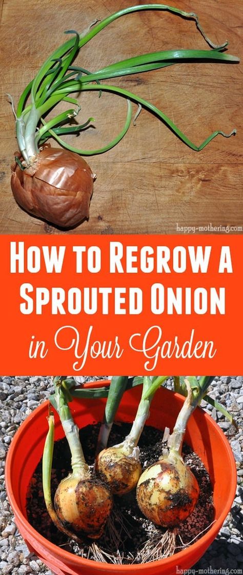 Wondering what to do with that sprouted onion in your produce basket? What if I could show you how to use it to grow a brand new onion in your garden? Planting Sprouted Onions, Regrow Onion From Scraps, Growing Shallots From Scraps, Onion Propagation, Growing Onions From Scraps, Garden Chart, Plant Grafting, Produce Basket, Regrow Vegetables