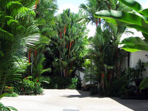 https://flic.kr/p/p6UjER | Cyrtostachys renda | Lipstick palms at a holiday resort in Port Douglas, far-north Queensland. Lipstick Palm, Small Tropical Gardens, Tropical House Design, Tropical Garden Design, Planting Design, Port Douglas, Tropical Gardens, North Queensland, Tropical Tree