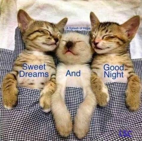 Cat Saying Goodnight, Good Morning Kitty, Funny Good Night Pictures, Good Night Cats, Goodnight Cat, Cat Goodnight, Have A Good Evening, Good Morning Cat, Good Night Cat