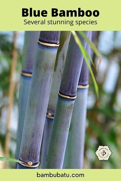 Bamboo Plant Care, Bamboo Projects, Shakuhachi Flute, Bamboo Drawing, Bamboo Furniture Diy, Bamboo Landscape, Bamboo Species, Clumping Bamboo, Pool Plants