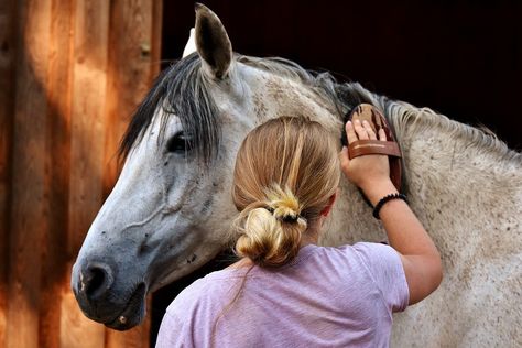 With all the money spent on horses, buying high quality grooming tools may seen like a luxury you can’t afford. After all, they’re used to clean mud, dirt and sweat, so they’re not exactly glamorous.… Horse Grooming Supplies, Horse Grooming Kit, Horse Brushes, Horse Care Tips, Horse And Human, Cowgirl Magazine, Horse Tips, Horse Grooming, Horse Diy