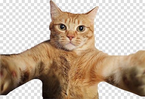 Cat Transparent Background, Cat Selfies, Cat Transparent, Meme Background, American Wirehair, Illustration Cat, Cat Png, Cat Background, Cat Selfie