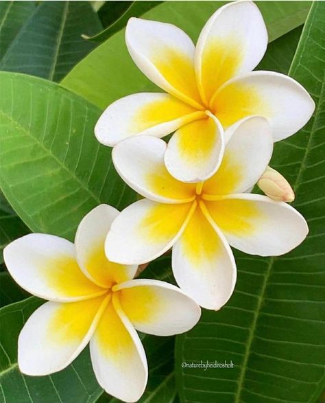 Artsy Photography, Plumeria Flowers, Lovely Flowers Wallpaper, Nothing But Flowers, Wonderful Flowers, Wallpaper Nature Flowers, Gorgeous Flowers, Beautiful Flowers Wallpapers, Flower Art Painting