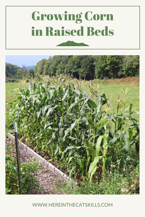 How To Plant Corn From Seed, Planting Corn In A Raised Bed, Planting Corn In Garden, Growing Corn From Seed, Growing Pumpkins In Raised Bed, Corn In Raised Garden Bed, How To Grow Corn From Seeds, Growing Corn In Raised Bed, Pumpkin Beds