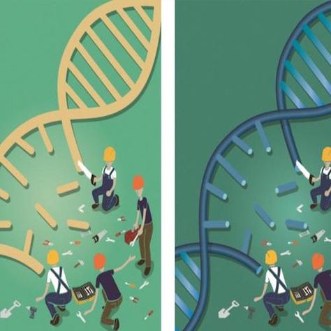 Structure of Critical DNA Repair Protein Revealed Dna Drawing, Dna Facts, Dna Project, Dna Strand, Dna Replication, Science Learning, Dna Repair, 3d Printer Projects, Red Patch