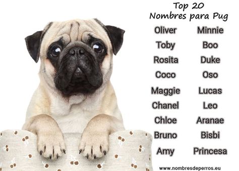 +300 Nombres para perros PUG | Para Machos y Hembras Cute Pet Names, Pet Life, Dog Names, Pet Names, Pet Shop, Pug, French Bulldog, Funny Animals, Animal Lover