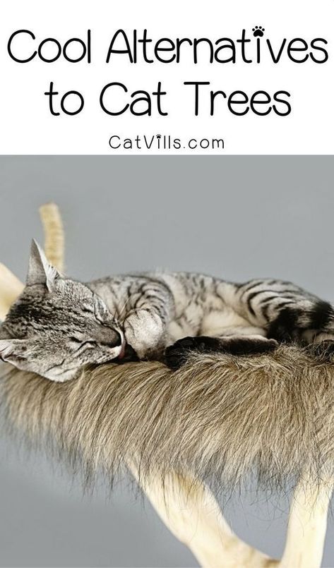 Don’t love the look of store-bought cat condos? Check out these 5 incredibly cool alternative cat tree ideas! Cat Tree Ideas, Cat Condos, Cool Cat Trees, Cat Tree House, Diy Cat Tree, F2 Savannah Cat, Save Nature, Cat Perch, Cat Trees