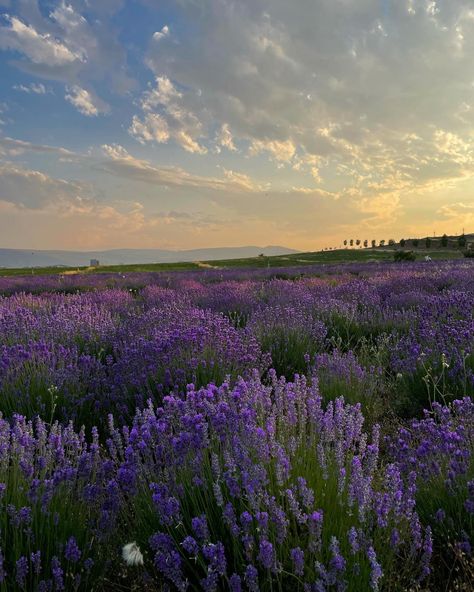 Light Purple Flowers, Field Wallpaper, Lavender Aesthetic, Lavender Field, Lavender Plant, Pretty Landscapes, Flower Therapy, Lavender Fields, Lavender Flowers