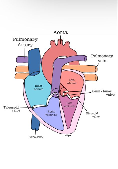 Gcse biology heart diagram for revision Gcse Pe Revision, Heart Notes Biology, Heart Diagram Aesthetic, Health And Social Care Revision, Biology Revision Gcse, Phlebotomy Notes, Biology Heart, Heart Biology, Gcse Tips