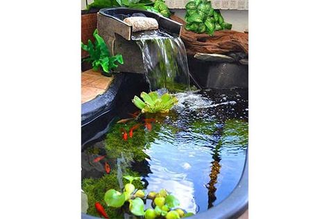 Indoor Koi Pond Ideas, Indoor Koi Pond, Koi Pond Ideas, Coy Pond, Indoor Pond, Mountain Tree, Outdoor Ponds, Rock Waterfall, Koi Ponds