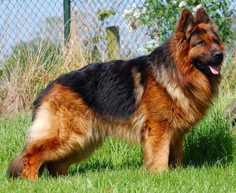 Double coat jurman shepard Long Coated German Shepherd, German Shepherd Long Coat, German Shepherd Photography, Long Coat German Shepherd, Pet Store Ideas, Dog Emoji, German Sheperd Dogs, Dog Grooming Tools, Dog Comics