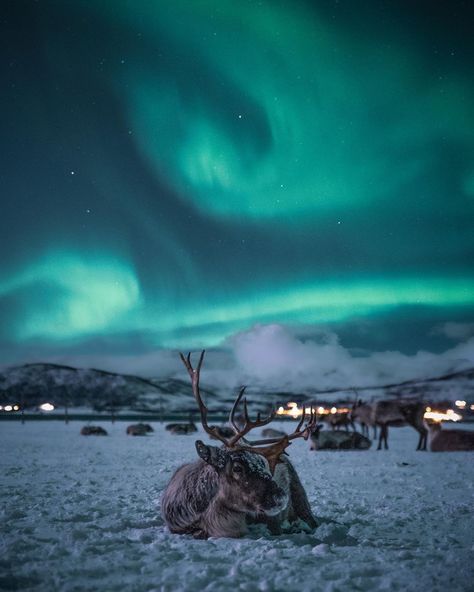 3,838 Likes, 58 Comments - Even Tryggstrand (@eventyr) on Instagram: “At the end of the storm there is a golden sky . @tromsoarcticreindeer” Tromso Norway Winter, Norway Reindeer, Northern Lights Finland, Norway Wallpaper, Norway Winter, Tromso Norway, Norway Nature, Northern Lights Norway, Norway Fjords