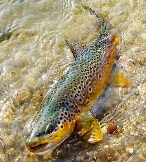 Trout Fishing Tips, Fishing Photography, Fly Fishing Tips, Brook Trout, Fly Fishing Flies Trout, Fly Fisherman, Tasmania Australia, Brown Trout, Gone Fishing