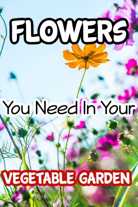 Flowers You Should Be Growing In Your Vegetable Garden

https://dianfarmer.com/flowers-you-should-be-growing-in-your-vegetable-garden/
#containergardening #mygarden #gardeningismytherapy #lovegardening #gardensofinstagram #ediblegarden #allotment #plants #organicgardening #organic Vegetable Garden For Beginners, Homestead Gardens, Natural Fertilizer, Attract Pollinators, Garden Recipes, Vegetable Garden Design, Garden Pests, Grow Your Own Food, Veggie Garden