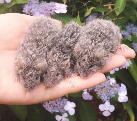 SAISON MOUSERY on Instagram: “Beautiful curly blue floofs 💙 . . . #mouse #mice #miceofinstagram #petsnotpests #mousebreeder #cuteanimals #herefordcattle #mousery…” Curly Mouse, Fancy Mice, Fancy Mouse, Hereford Cattle, Pets Preschool Theme, Pet Mice, Unusual Animals, Reptiles Pet, Cute Mouse