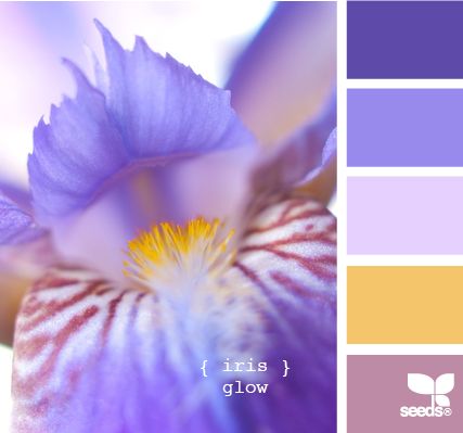 iris glow Seeds Color, Color Palate, Design Seeds, Color Balance, Colour Board, Colour Combinations, Color Stories, Colour Schemes, Color Swatches