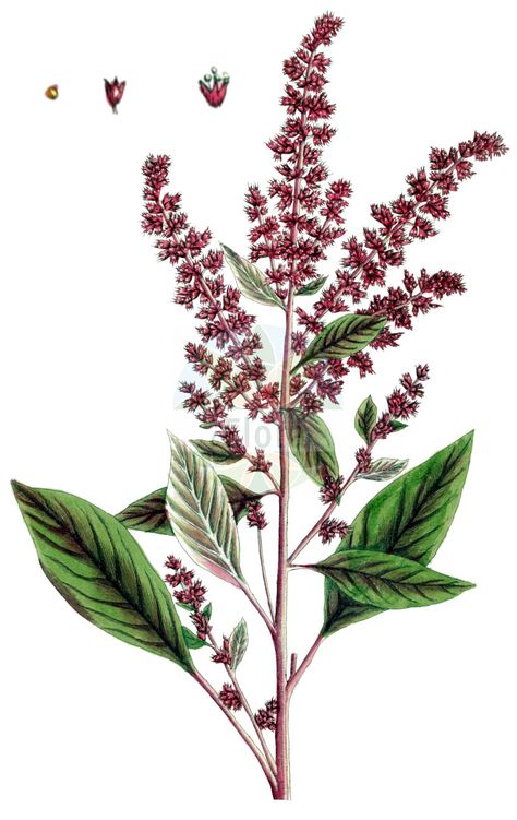 Petals Drawing, Drawings Of Plants, Historical Drawings, Plant Images, Amaranth, Trees, Tattoos, Drawings, Plants