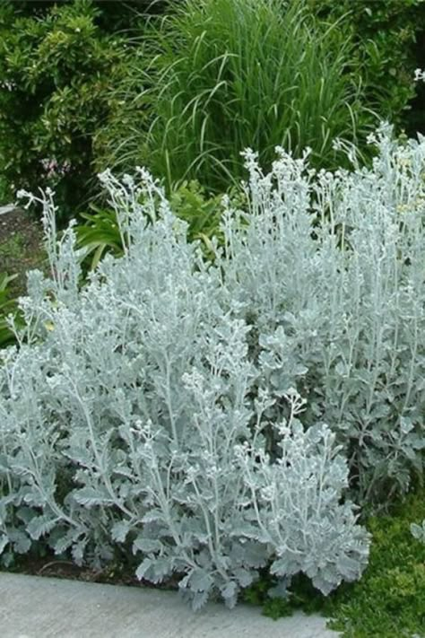 Dusty Miller Plant, Silver Plants, Deer Resistant Annuals, Perennial Border, Dusty Miller, Moon Garden, Plant Spacing, Months Of The Year, Bedding Plants